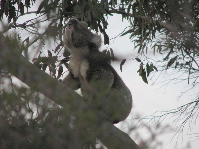 Amorous Male Koala